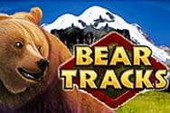 Bear Tracks